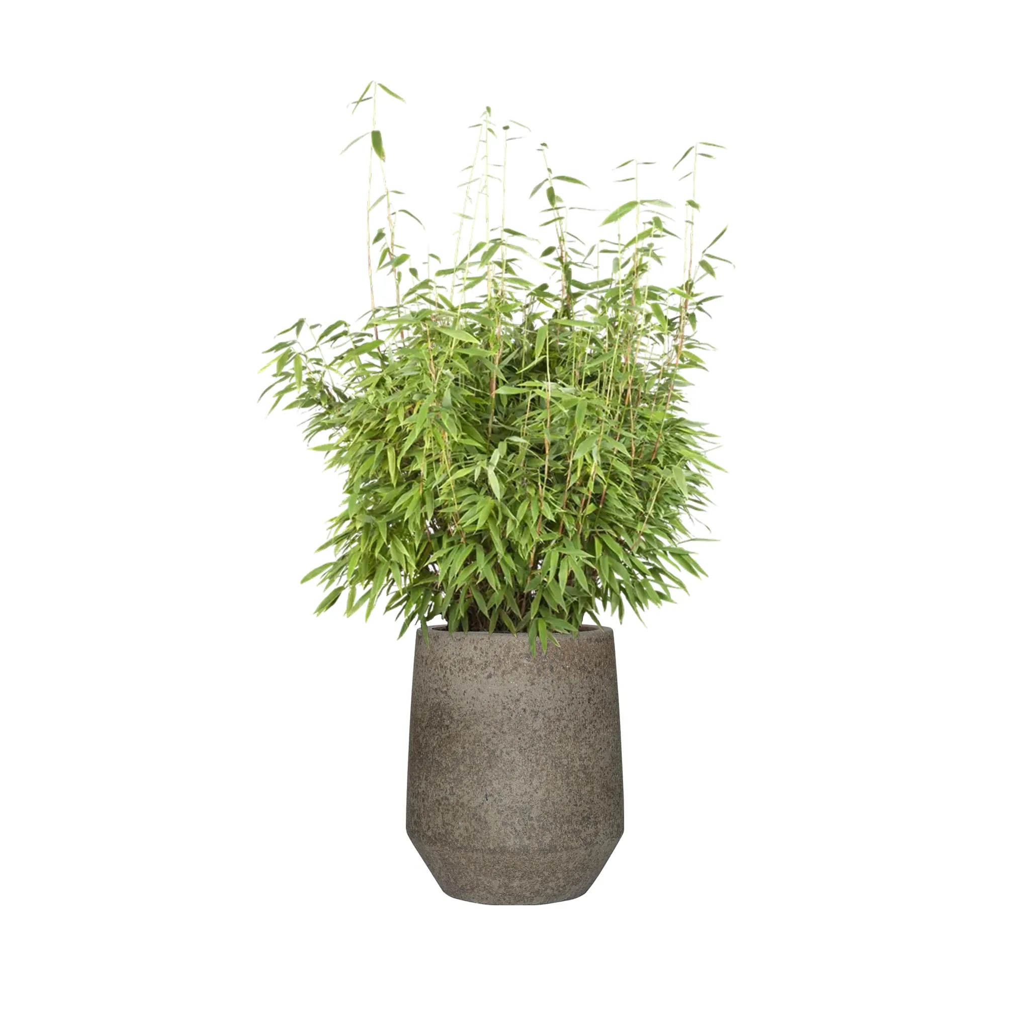 Plant+Pot Harith High