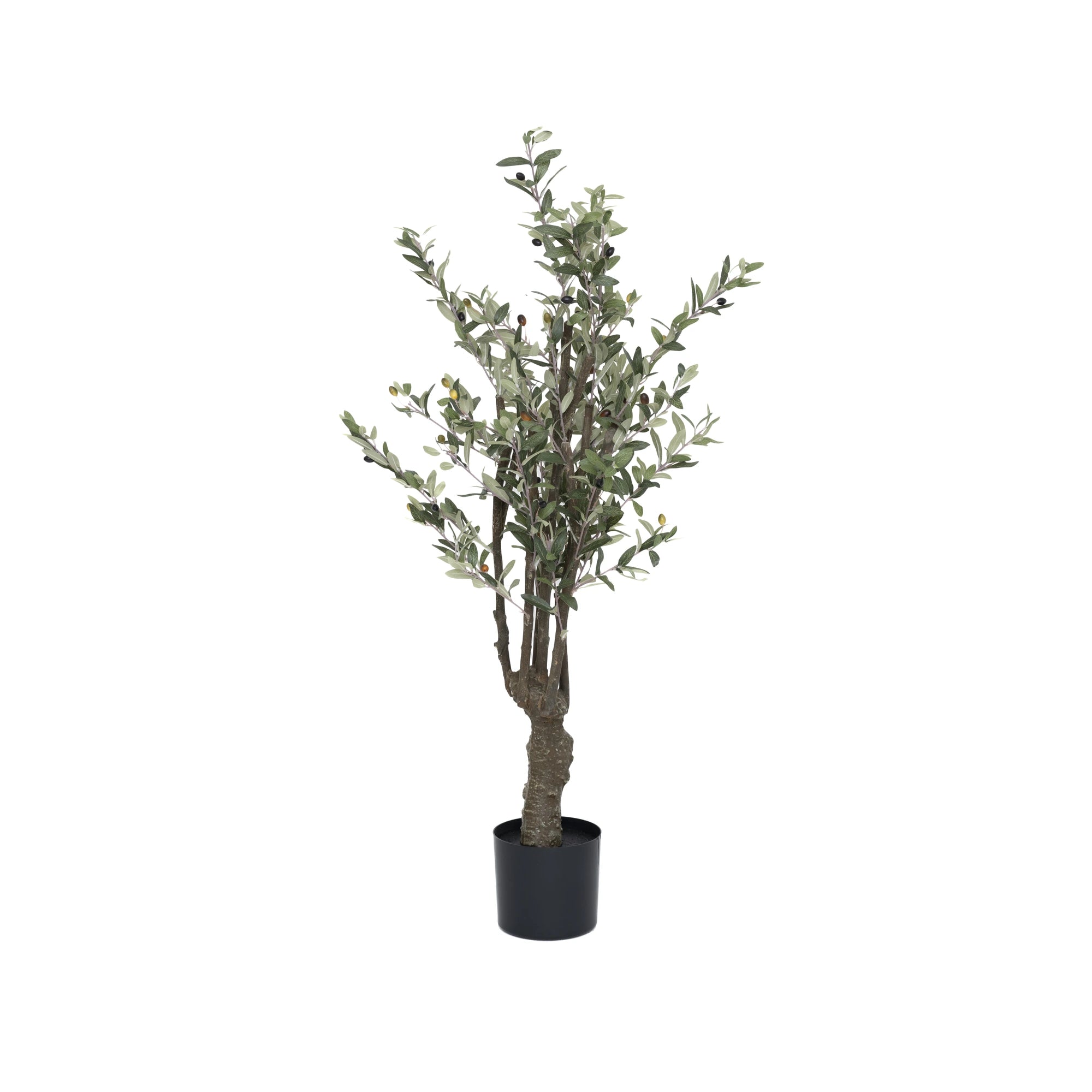 Olive Tree, S